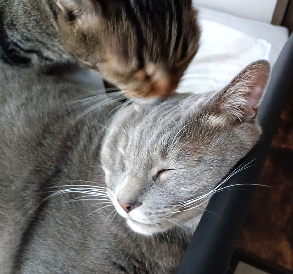 IMG_20250816_141646_1