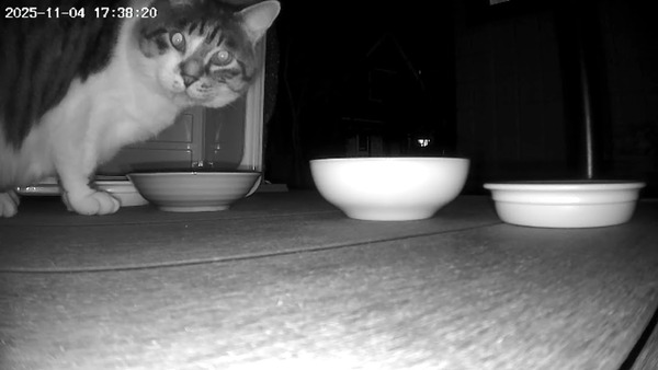 53446426-1762246379574