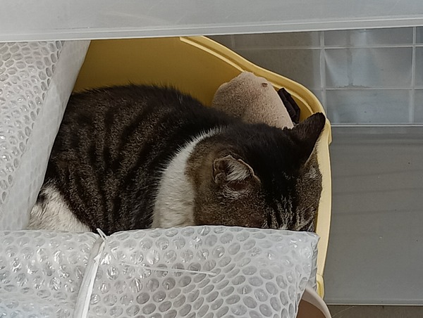 IMG_20250330_113700_1