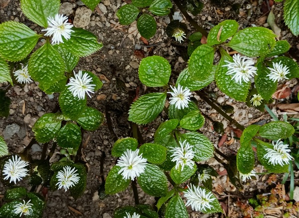 IMG_20250324_105618_1