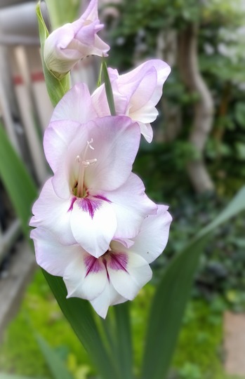 IMG_20250629_055429_1