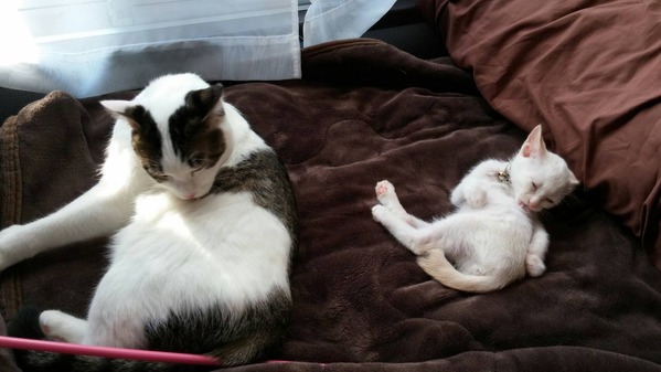 牡丹・月2019.11.16