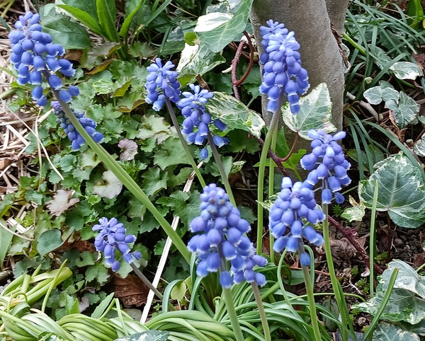 IMG_20250324_105546_1