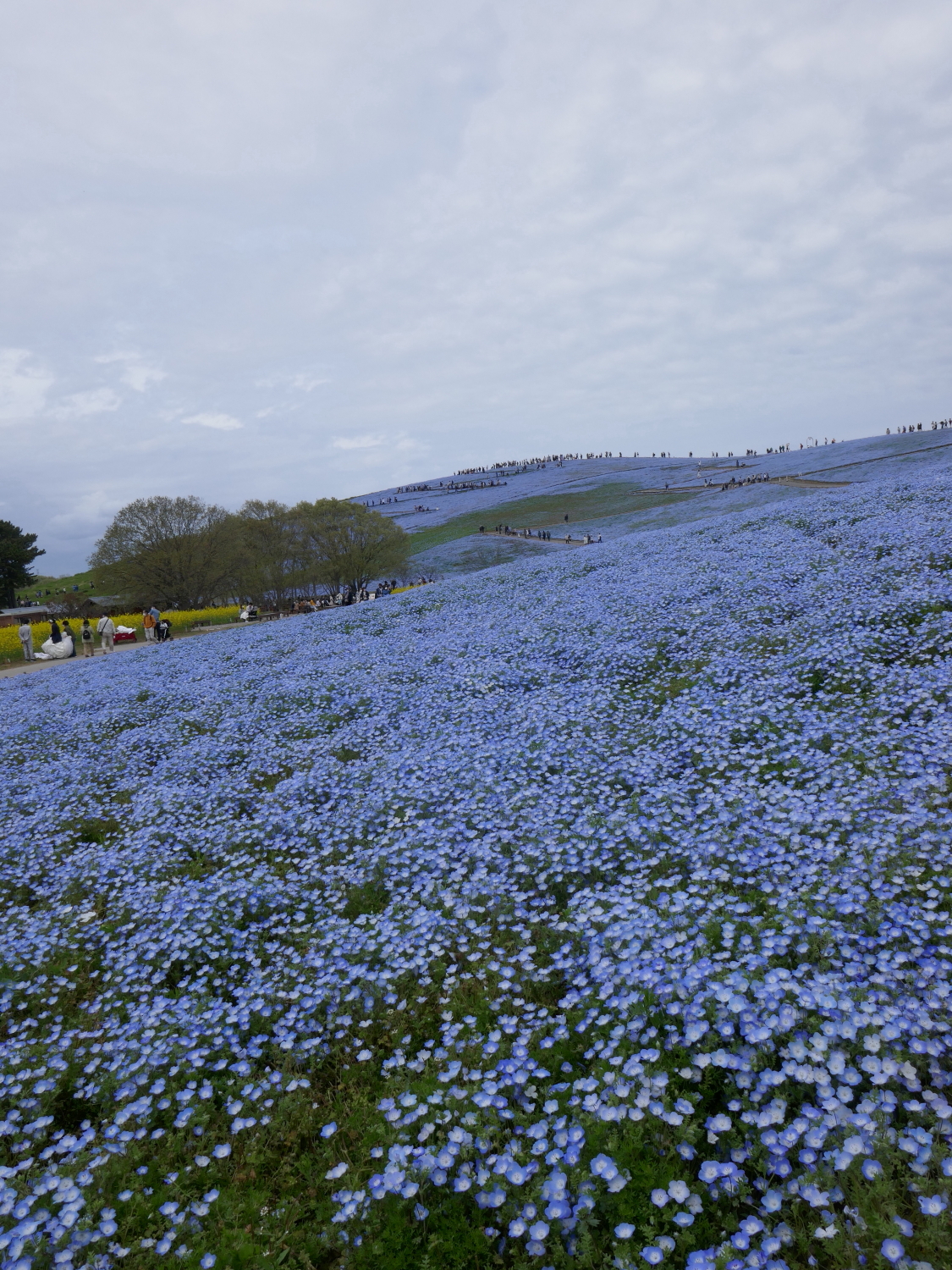 ネモフィラ 国営ひたち海浜公園 くろいわんこのブログ
