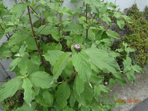 DSC03570