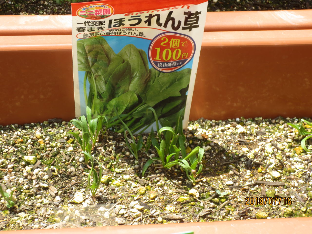 ベランダ農園白書 7 16 Kuroinu1948のblog ベランダ農園白書 7 16 Kuroinu1948のblog