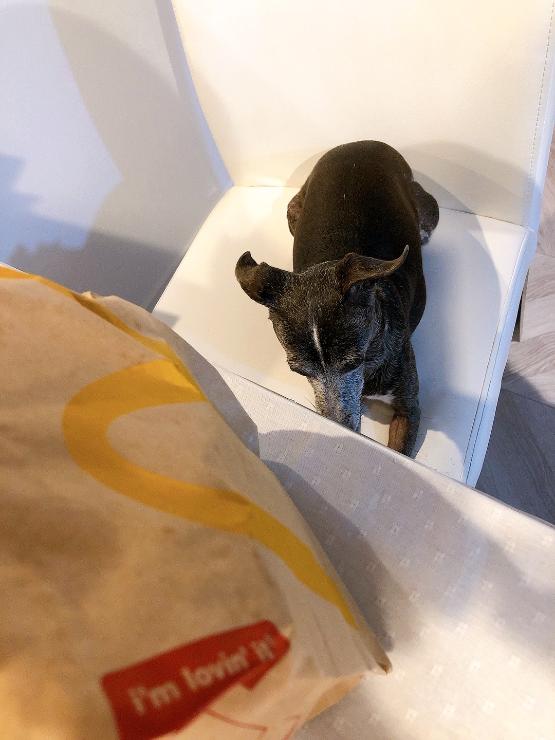 ｍ と消えた黒いぬ 黒いぬさんと暮らし方