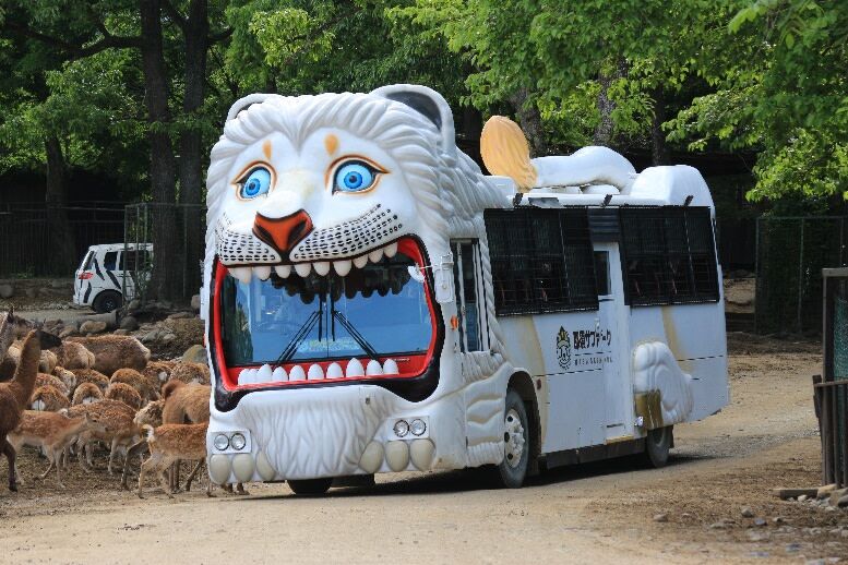 【観光】「栃木・千葉県民の日」記念　那須サファリパークのライオンバス乗車無料