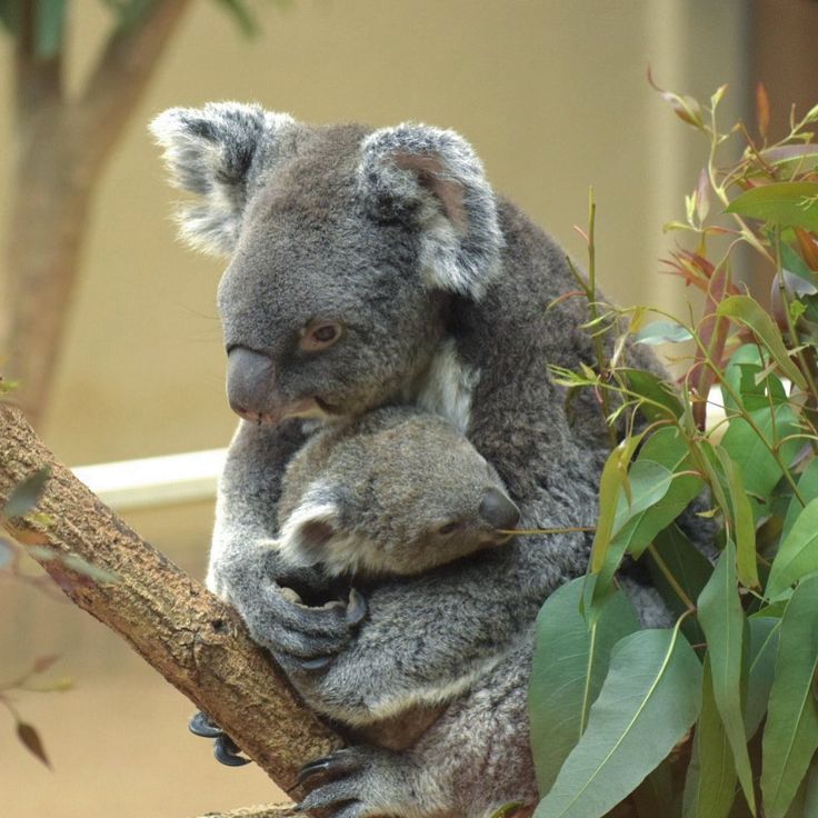 可愛い 王子動物園の赤ちゃんコアラ 呼び名候補投票で呼びかけ 全国旅行の旅