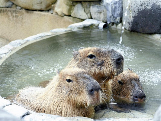 【癒し】愛媛・とべ動物園でカピバラ温泉　お湯に浸かってポカポカ