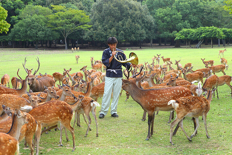 【冬の風物詩】奈良公園で「鹿寄せ」ホルンの音色で駆け寄る