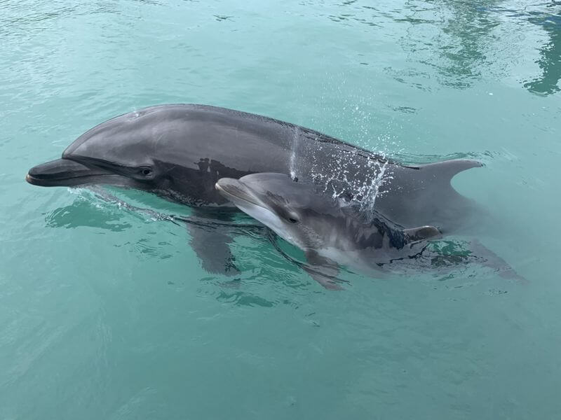 可愛い 美ら海水族館でバンドウイルカの赤ちゃんが見れる 全国旅行の旅