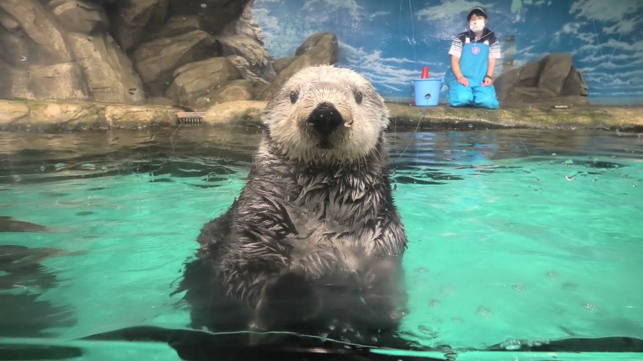 【観光】マリンワールド海の中道でラッコが”鏡開き”に挑戦 全国旅行の旅 【観光】マリンワールド海の中道でラッコが”鏡開き”に挑戦 全国旅行の旅