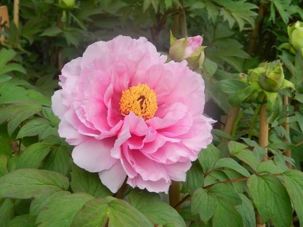 奈良　通称「花の寺」・長谷寺は牡丹の季節です