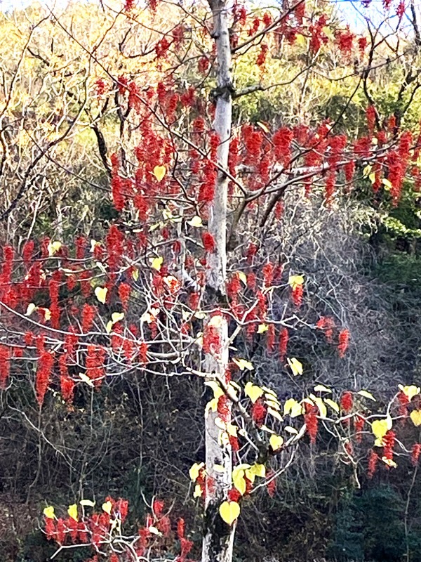 20231217_063408157_iOS