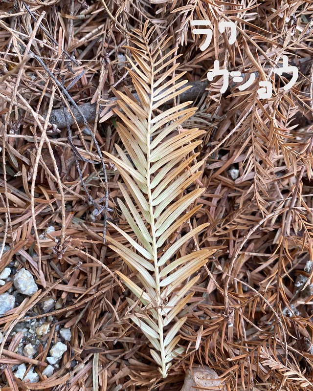 20231217_060502127_iOS