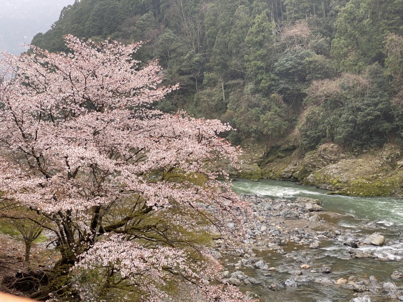 【📷写真特集】🌸京都嵯峨野・保津川・嵐山・北山界隈への旅 🌸