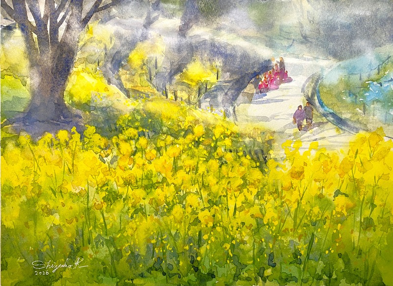 透明水彩スケッチ「菜の花揺れる」＆伏見桃山の教室展無事にスタートしました！！
