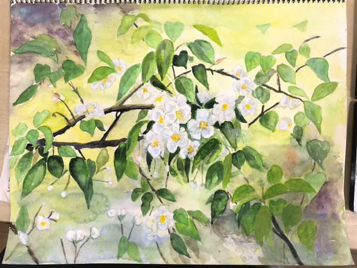 20180319Oさん透明水彩画