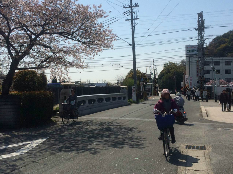京都 八幡 背割堤 桜のフォト特集♪