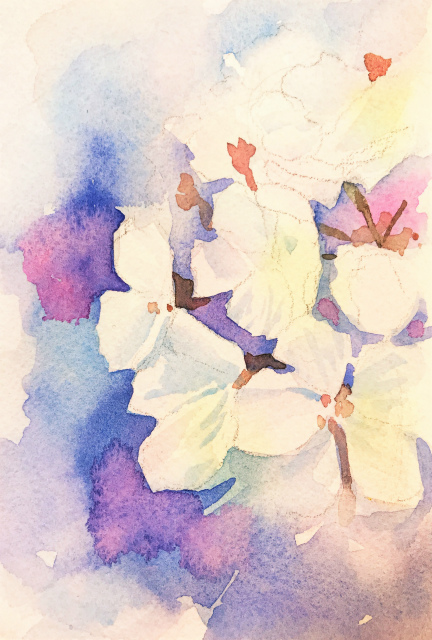 20200115透明水彩画「ソメイヨシノ#1」途中 (3)