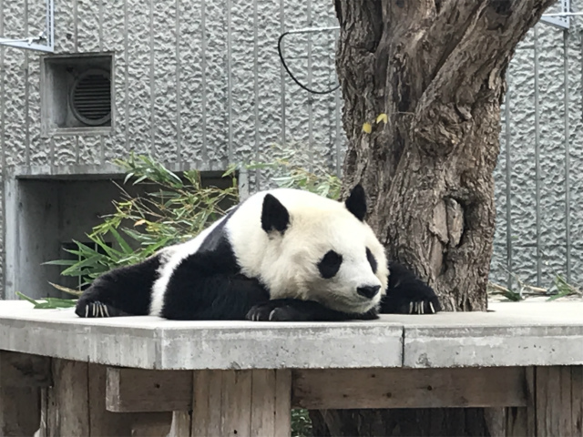 ～ホッと息抜き記事～王子動物園と横尾忠則現代美術館