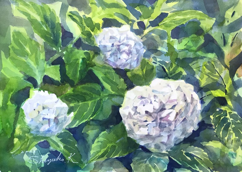 白子を食べて『死ぬかも？』と思いながら描いた…よりによって白い紫陽花