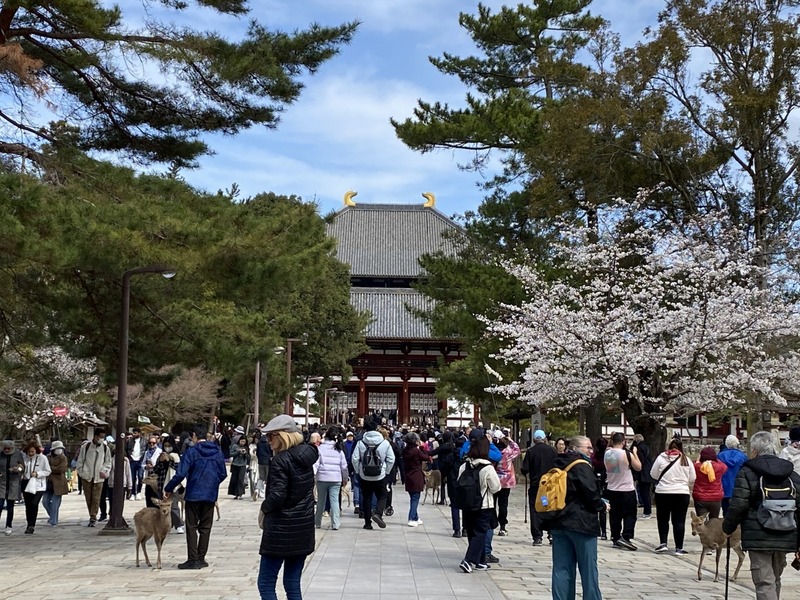 奈良・東大寺北側エリアで桜咲く風景スケッチレッスン🌸