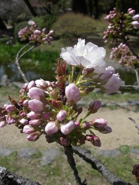 裸婦描画教室 11回目 & 4月12日火曜日の「京都御所『桜』」フォトいっぱいでお送り致します♪