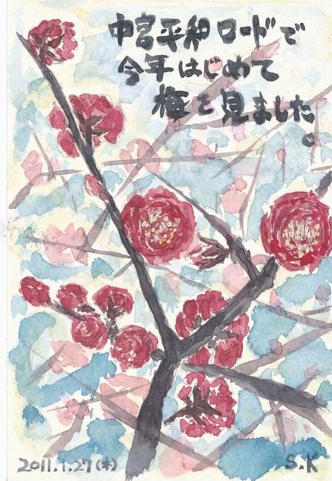 梅スケッチ2011