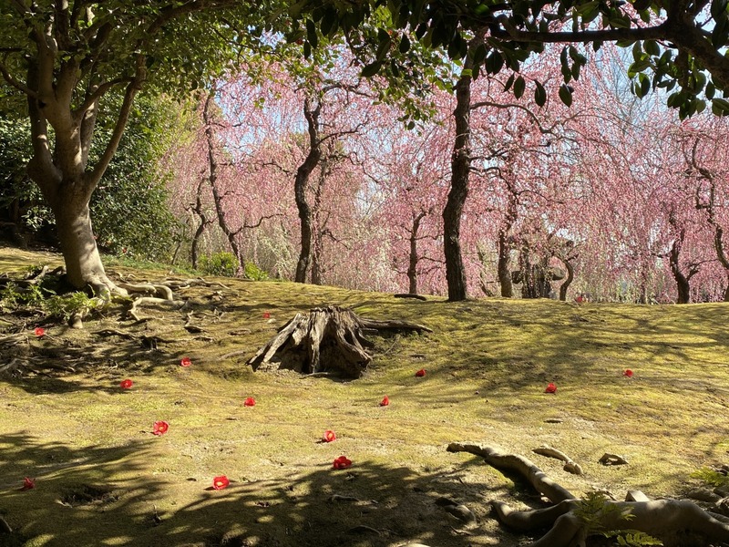 20250310_052033629_iOS