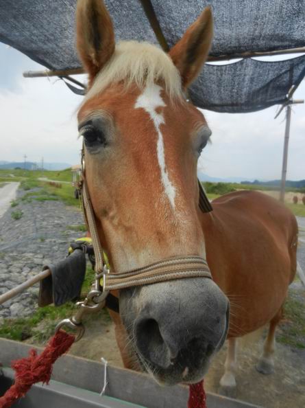 京都は嵐山へフォト取材　馬に乗ったり♪船に乗ったり♪