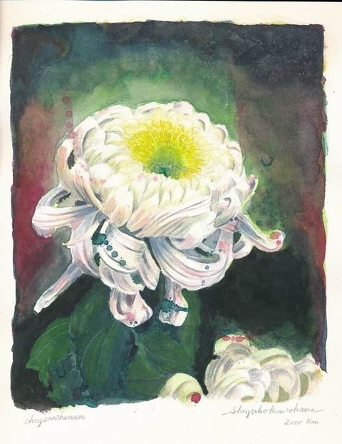 透明水彩画作品「菊2010」