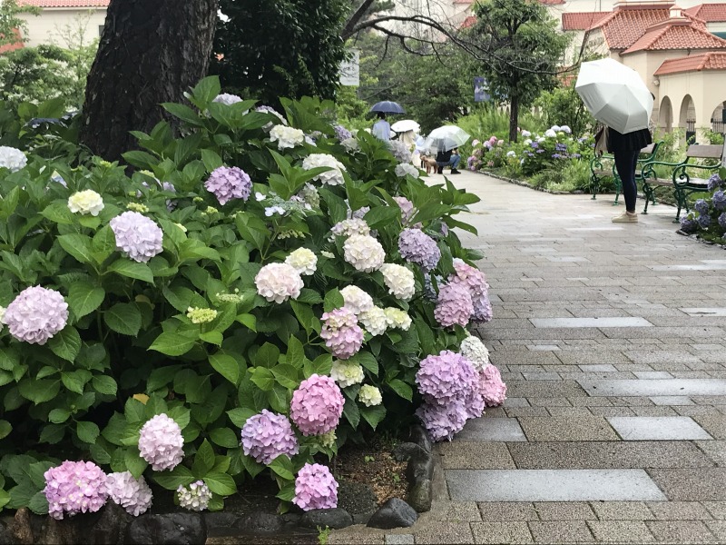アジサイの花～♪咲く～頃～♪宝塚探訪【村上ゆたか猫の水彩画展】