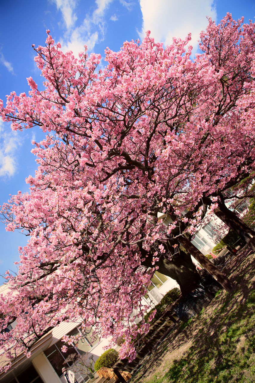 向島小学校の蓬莱桜 19 メガネのクロカワ 本店 向島小学校の蓬莱桜 19 メガネのクロカワ 本店