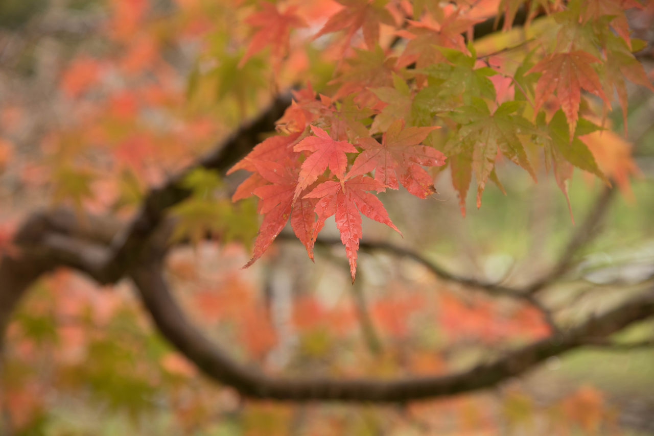 長門峡の紅葉 メガネのクロカワ 本店 長門峡の紅葉 メガネのクロカワ 本店