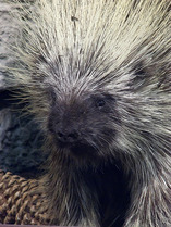 Porcupine 1