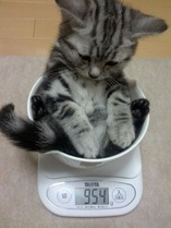 Cat in a cup