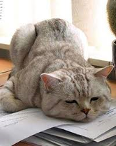 cat tired 2