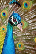 Peafowl 2