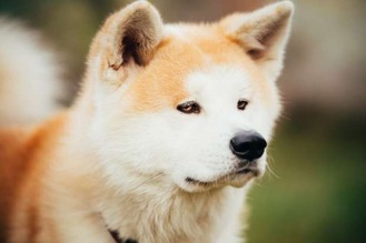 Akita dog 1