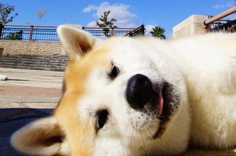 秋田犬5