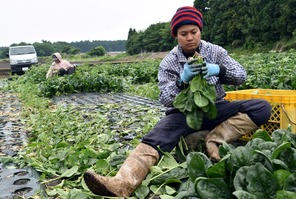 Asian immigrant in Japan 2