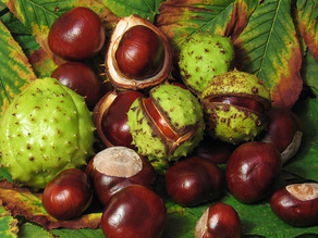 Horse Chestnuts