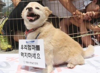 Korean dog 2