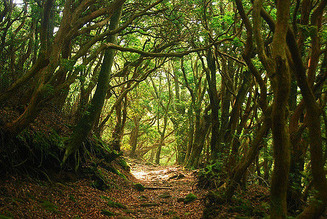 forrest 3
