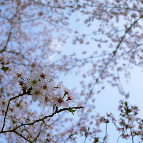 sakura