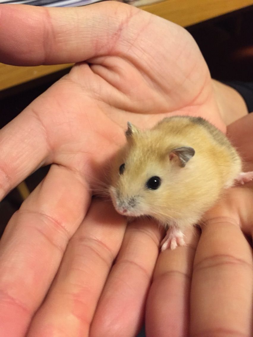 ジャンガリアンの紋章 くろむしの日記がわり