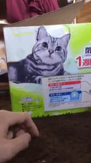 クッソ綺麗な猫が口の中に歯ブラシ突っ込まれて呆然とするgif Newsまとめ ねこの集会所