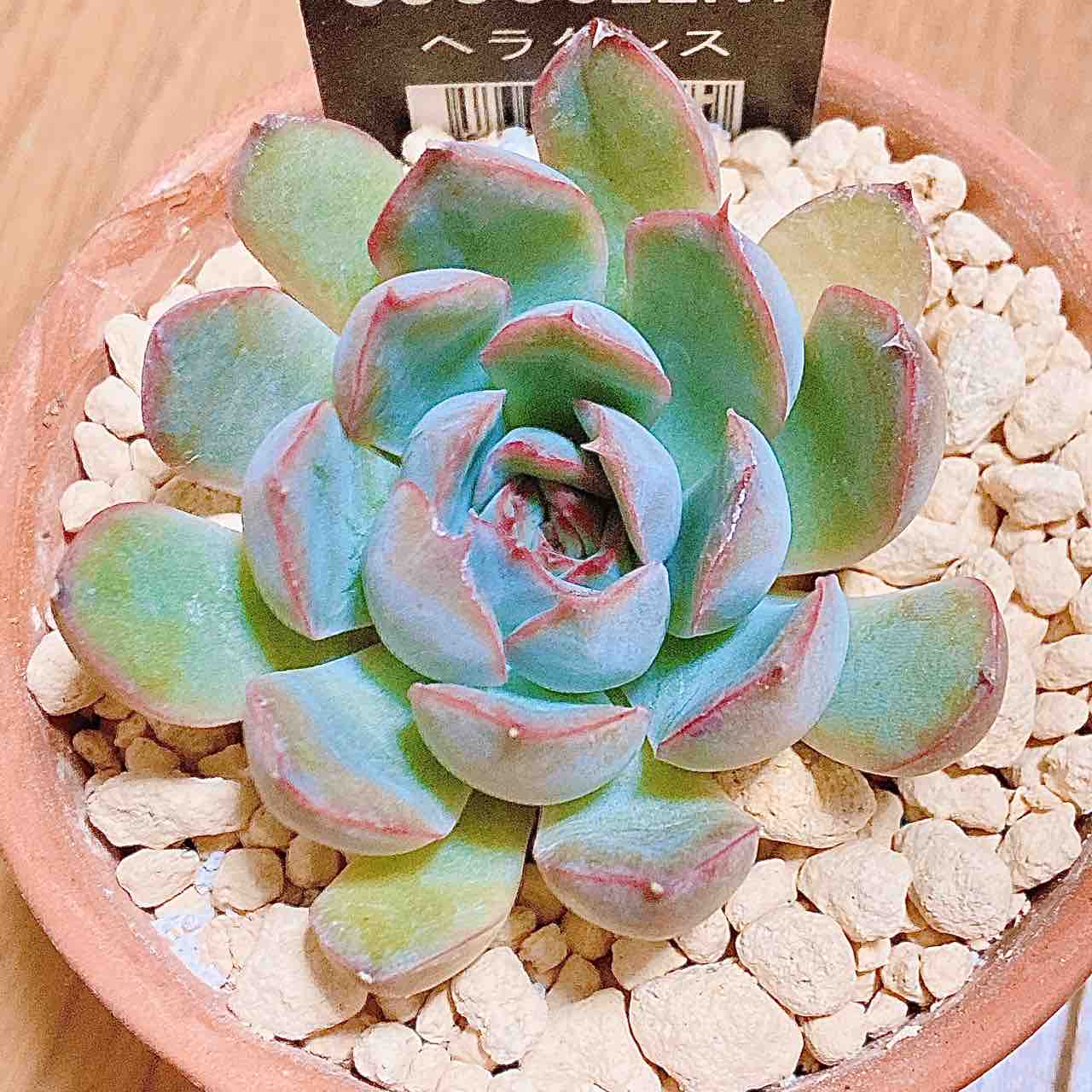 多肉植物　エケベリア　ヘラクレス 楽天市場】多肉植物【ヘラクレス】エケベリア属【インテリア
